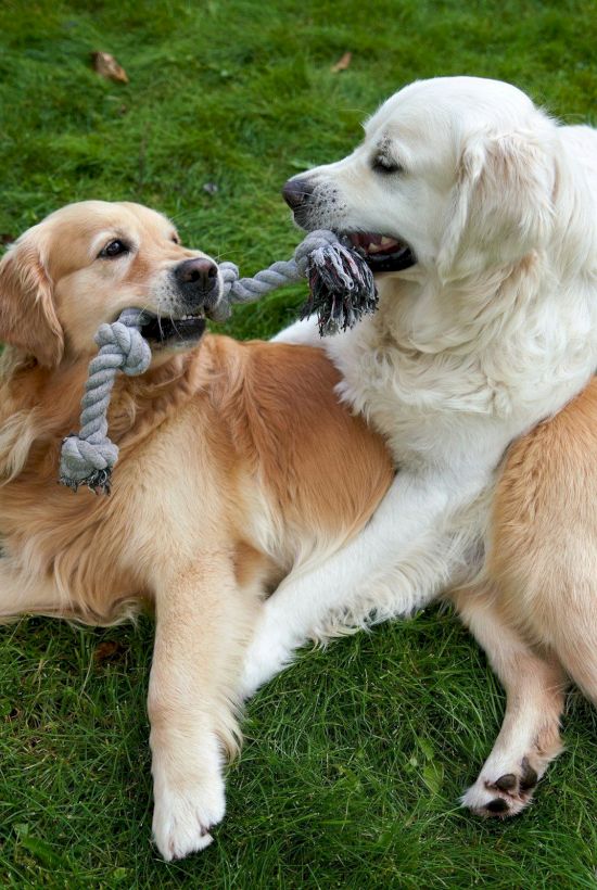 Two dogs playfully tug on a gray toy while lying on green grass, enjoying a friendly doggy wrestle.