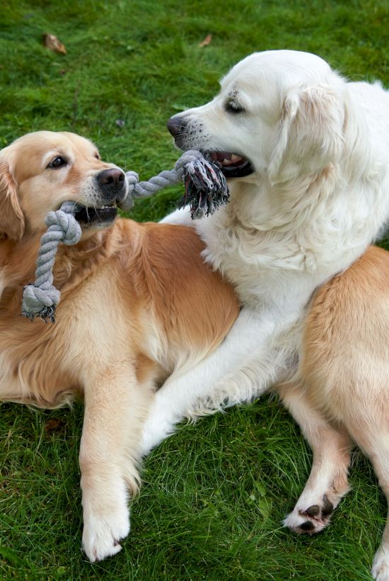 Two dogs playfully tug a sock/ toy on the grass, facing each other with paws intertwined.