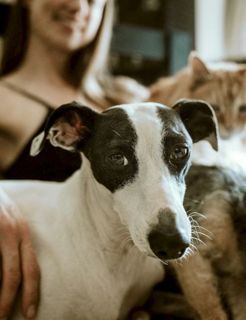 A person cuddling several dogs on a couch, including a white and black-spotted dog in the foreground and a kitten nearby, all cozy together.